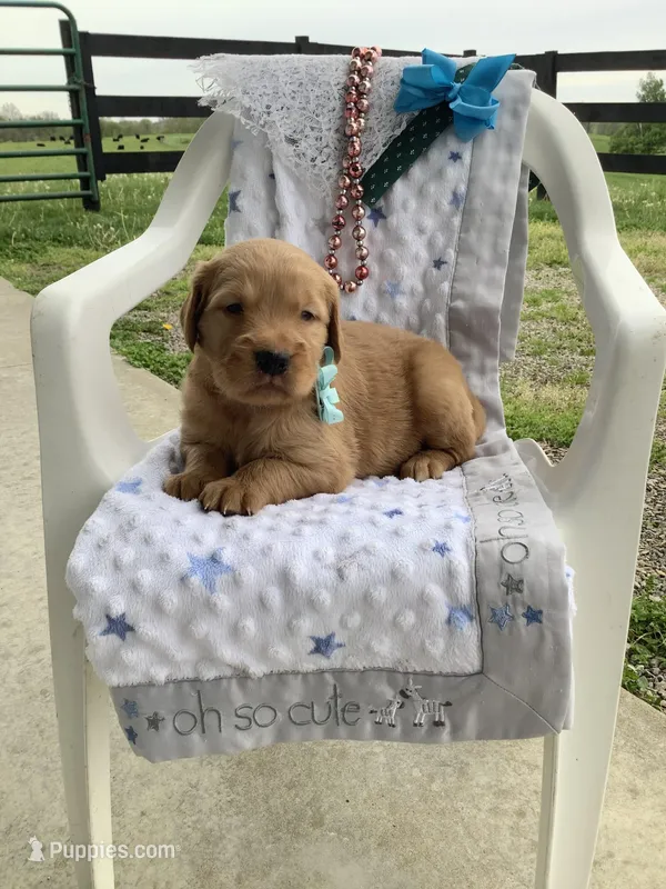 Seth – Golden Retriever puppy for sale in Baltic, OH