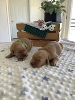 Sarge, a male Golden Retriever for sale in Baltic, OH – Photo 5 of 6