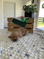 Sarge, a male Golden Retriever for sale in Baltic, OH – Photo 2 of 6