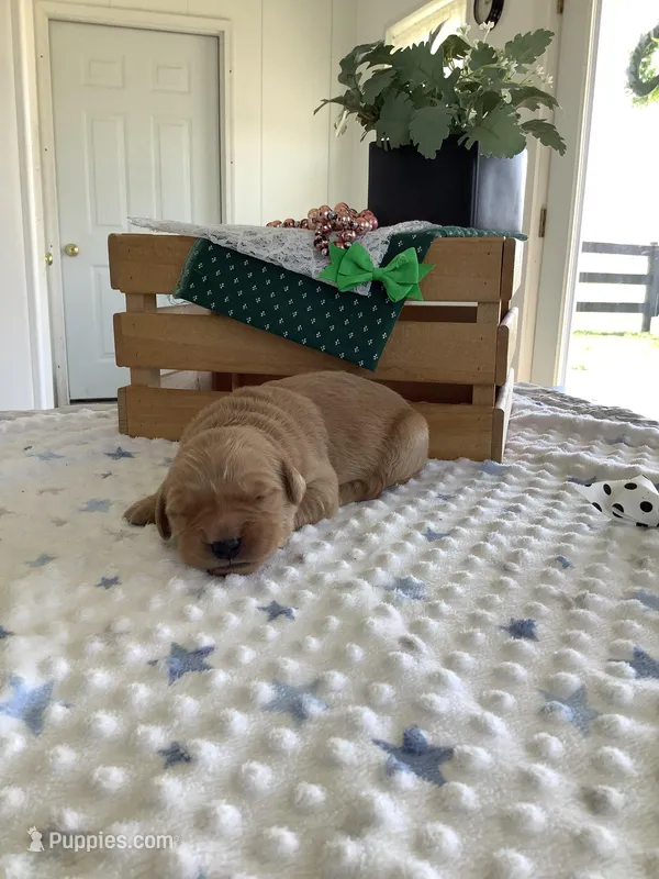 Sarge – Golden Retriever puppy for sale in Baltic, OH