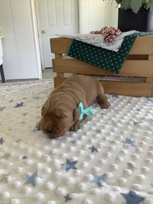 Seth – Golden Retriever puppy for sale in Baltic, OH