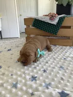 Seth, a male Golden Retriever for sale in Baltic, OH – Photo 1 of 6