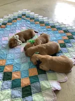 Seth, a male Golden Retriever for sale in Baltic, OH – Photo 3 of 6