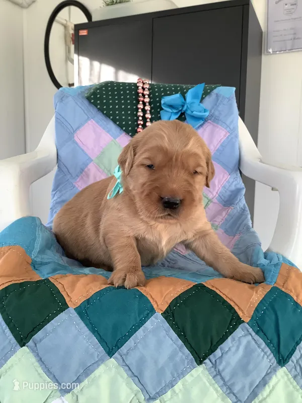 Seth – Golden Retriever puppy for sale in Baltic, OH