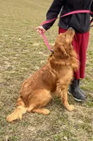 Sarge, a male Golden Retriever for sale in Baltic, OH – Photo 4 of 6