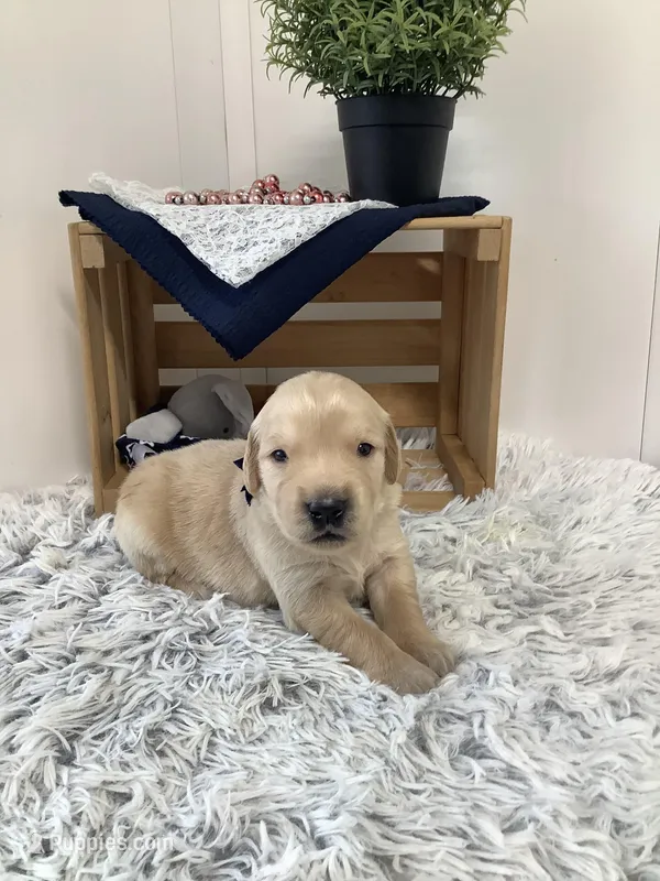 Rocky – Golden Retriever puppy for sale in Baltic, OH