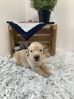 Rocky, a male Golden Retriever for sale in Baltic, OH – 4 of 7