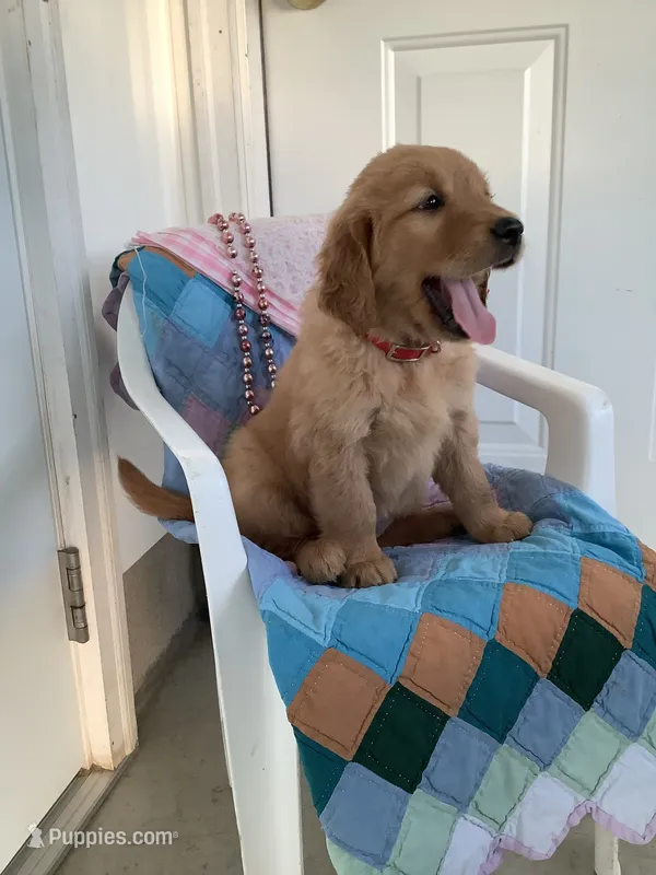 Kallie  – Golden Retriever puppy for sale in Baltic, OH