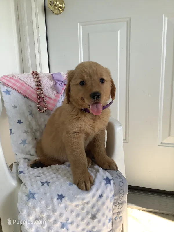 Sally – Golden Retriever puppy for sale in Baltic, OH