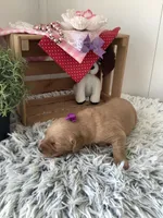 Connie , a female Golden Retriever for sale in Baltic, OH – 4 of 8