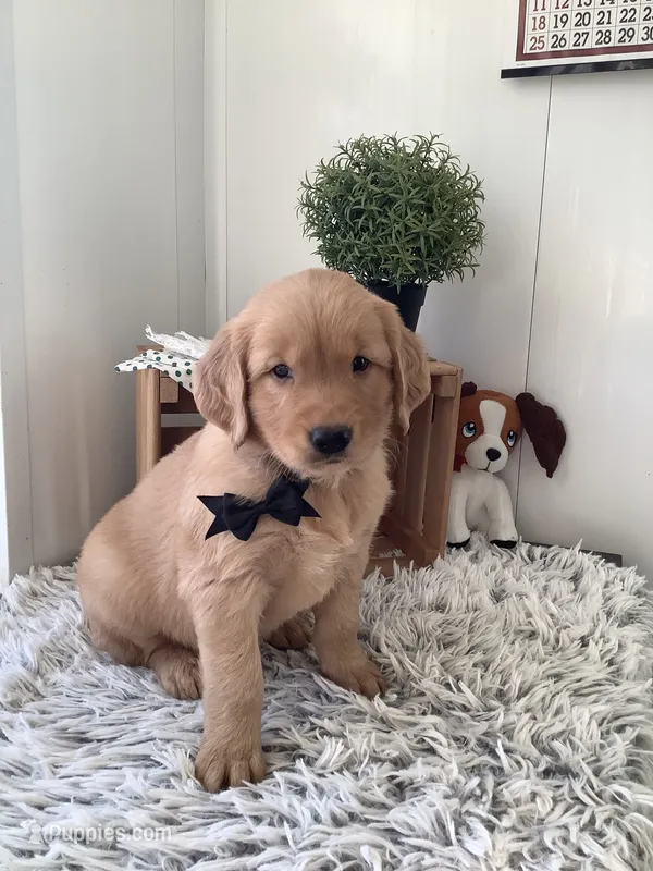 Frankie – Golden Retriever puppy for sale in Baltic, OH