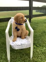 Freddie, a male Golden Retriever for sale in Baltic, OH – 7 of 10