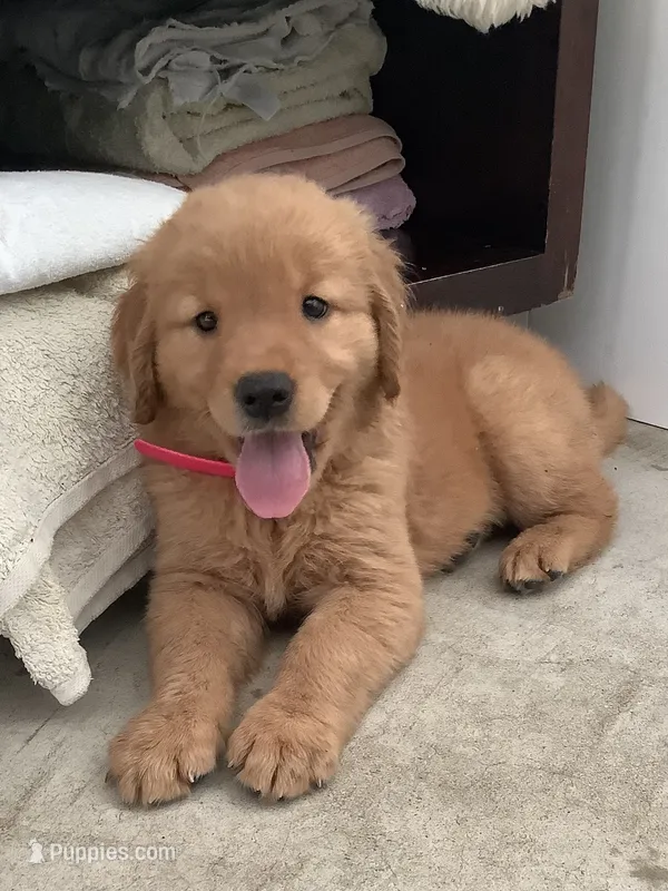Sunshine  – Golden Retriever puppy for sale in Baltic, OH