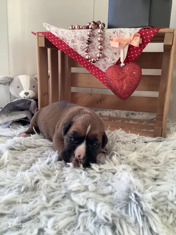 Susie – Boxer puppy for sale in Baltic, OH
