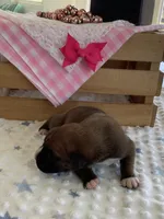 Cyndi , a female Boxer for sale in Baltic, OH – Photo 2 of 10