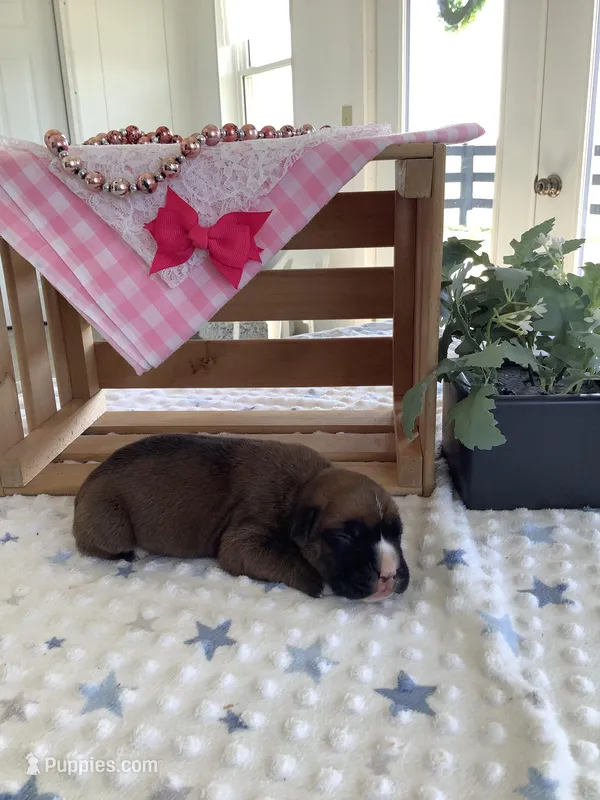 Cyndi  – Boxer puppy for sale in Baltic, OH