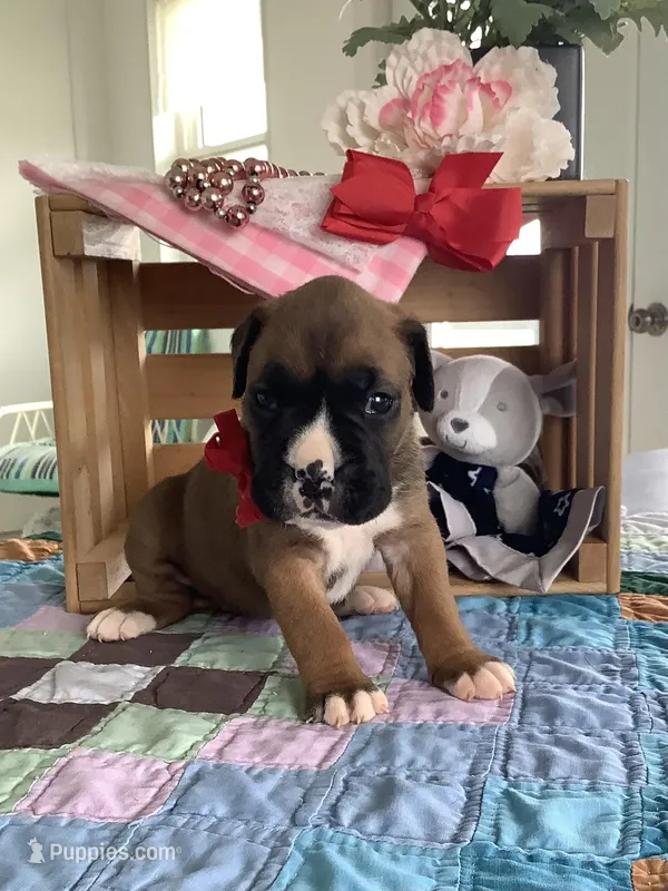 Susie – Boxer puppy for sale in Baltic, OH
