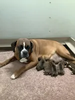 Cyndi , a female Boxer for sale in Baltic, OH – Photo 8 of 10