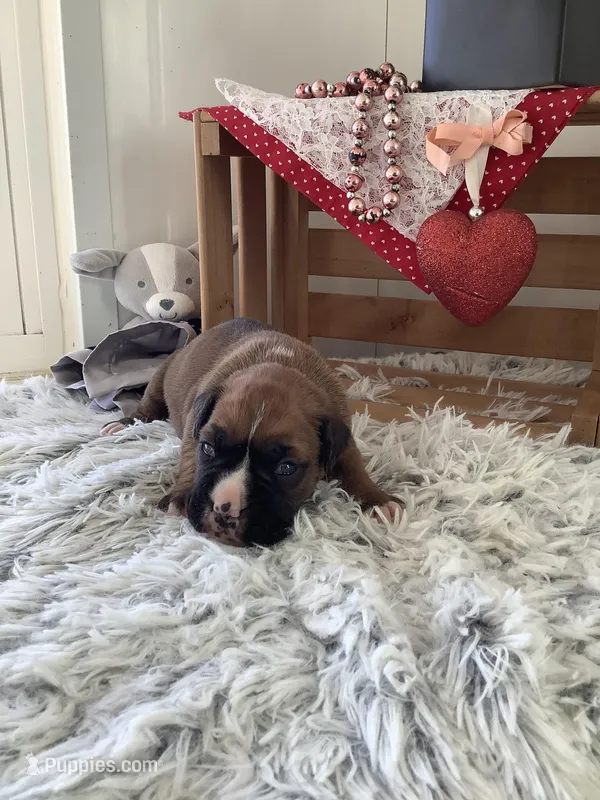 Susie – Boxer puppy for sale in Baltic, OH