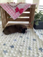 Cyndi , a female Boxer for sale in Baltic, OH – Photo 6 of 10