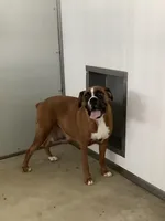 Cyndi , a female Boxer for sale in Baltic, OH – Photo 9 of 10