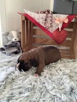 Susie, a female Boxer for sale in Baltic, OH – Photo 2 of 7