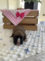 Cyndi , a female Boxer for sale in Baltic, OH – Photo 7 of 10