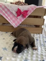 Cyndi , a female Boxer for sale in Baltic, OH – Photo 3 of 10