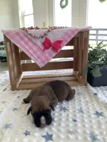 Cyndi , a female Boxer for sale in Baltic, OH – Photo 5 of 10