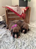 Susie, a female Boxer for sale in Baltic, OH – Photo 4 of 7