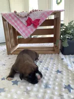 Cyndi , a female Boxer for sale in Baltic, OH – Photo 4 of 10