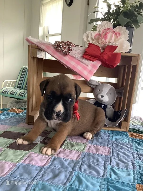 Susie – Boxer puppy for sale in Baltic, OH