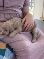 Tyler - F1b Goldendoodle , a male Golden Retriever for sale in Baltic, OH – 5 of 8