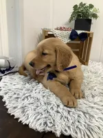 Freddie, a male Golden Retriever for sale in Baltic, OH – 8 of 10