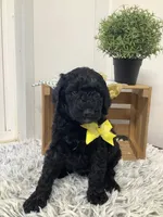 Macho- F1bb standard , a male Goldendoodle for sale in Baltic, OH – 3 of 7