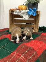 Fido , a male Boxer for sale in Baltic, OH – 6 of 8