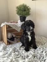 Manny-F1bb  standard, a male Goldendoodle for sale in Baltic, OH – 5 of 9