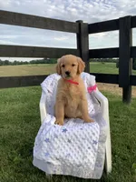 Nola, a female Golden Retriever for sale in Baltic, OH – 2 of 7