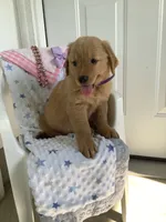 Sally, a female Golden Retriever for sale in Baltic, OH – 5 of 8