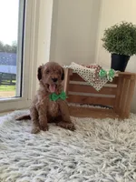 Fido-F1bb Goldendoodle , a male Goldendoodle for sale in Baltic, OH – 3 of 7