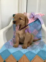 Sally , a male Golden Retriever for sale in Baltic, OH – 4 of 8