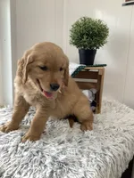 Bingo, a male Golden Retriever for sale in Baltic, OH – 3 of 5