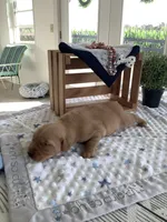 Alex, a male Golden Retriever for sale in Baltic, OH – 5 of 10