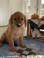 Leo , a male Golden Retriever for sale in Baltic, OH – 4 of 10