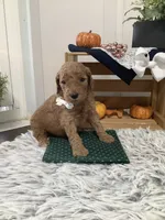 Tanker F1b Goldendoodle , a male Goldendoodle for sale in Baltic, OH – 6 of 10