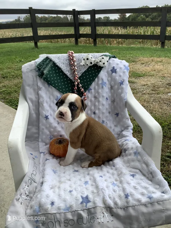 Terry – Boxer puppy for sale in Baltic, OH