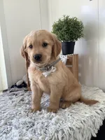 Wyatt, a male Golden Retriever for sale in Baltic, OH – 3 of 10