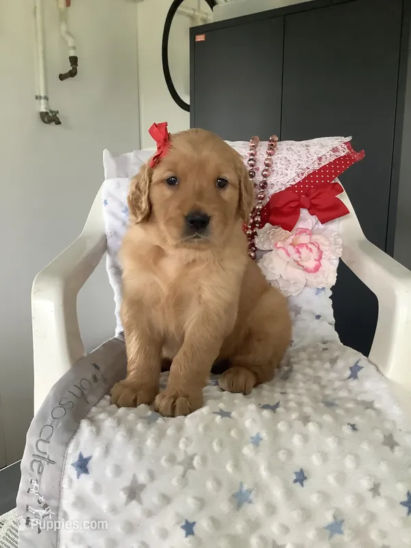 Kallie  – Golden Retriever puppy for sale in Baltic, OH