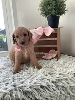 Lady- F1bb Goldendoodle , a female Goldendoodle for sale in Baltic, OH – 3 of 7