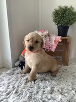 Connie, a female Golden Retriever for sale in Baltic, OH – 6 of 8